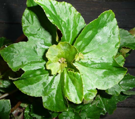 B. ‘Valrico’